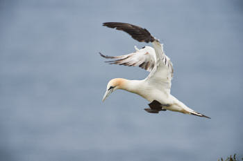 Fou de bassan (ganet)<br>NIKON D4, 700 mm, 400 ISO,  1/1250 sec,  f : 6.3 